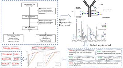 Frontiers | Identification And Validation Of IgG N-glycosylation ...